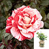 Gift Wrapped Rose Raspberry Ripple (Papageno) Gift Wrapped Rose Raspberry Ripple (Papageno)