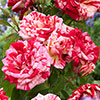 Gift Wrapped Rose Raspberry Ripple (Papageno) Gift Wrapped Rose Raspberry Ripple (Papageno)