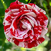 Gift Wrapped Rose Raspberry Ripple (Papageno) Gift Wrapped Rose Raspberry Ripple (Papageno)