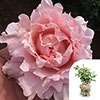 Gift Wrapped Rose King Charles Coronation Gift Wrapped Rose King Charles Coronation