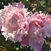 Gift Wrapped Rose King Charles Coronation Gift Wrapped Rose King Charles Coronation