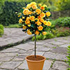 Gift Wrapped Yellow Patio Standard Rose