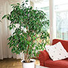 Ficus benjamina Exotica Weeping Fig
