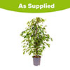 Ficus benjamina Exotica Weeping Fig