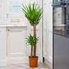 Yucca 2 Stem