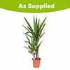 Yucca 2 Stem