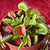Venus Fly Trap