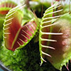 Venus Fly Trap