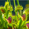 Venus Fly Trap