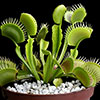 Venus Fly Trap