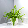 Nephrolepis exaltata Green Moment - Boston Fern Nephrolepis exaltata Green Moment - Boston Fern