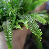 Nephrolepis exaltata Green Moment - Boston Fern Nephrolepis exaltata Green Moment - Boston Fern