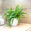 Nephrolepis exaltata Green Moment - Boston Fern Nephrolepis exaltata Green Moment - Boston Fern