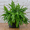 Nephrolepis exaltata Green Moment - Boston Fern Nephrolepis exaltata Green Moment - Boston Fern
