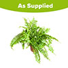 Nephrolepis exaltata Green Moment - Boston Fern Nephrolepis exaltata Green Moment - Boston Fern
