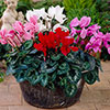 Autumn Cyclamen Mix Autumn Cyclamen Mix