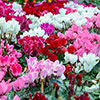 Autumn Cyclamen Mix Autumn Cyclamen Mix