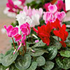 Autumn Cyclamen Mix Autumn Cyclamen Mix