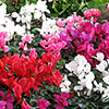 Autumn Cyclamen Mix Autumn Cyclamen Mix