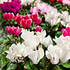 Autumn Cyclamen Mix Autumn Cyclamen Mix