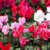 Autumn Cyclamen Mix Autumn Cyclamen Mix