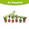 Houseplant Mix 6 Plants Houseplant Mix 6 Plants
