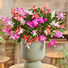 Multicoloured Christmas Cactus
