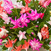 Multicoloured Christmas Cactus
