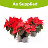 Red Poinsettia