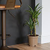 Dracaena deremensis Warneckii 2 Stem