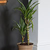 Dracaena deremensis Warneckii 2 Stem