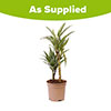 Dracaena deremensis Warneckii 2 Stem
