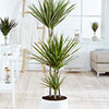 Dracaena Bicolor 3 Stem