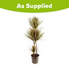Dracaena Bicolor 3 Stem