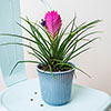 Tillandsia cyanea Vincent