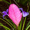Tillandsia cyanea Vincent