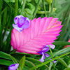 Tillandsia cyanea Vincent