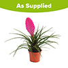 Tillandsia cyanea Vincent