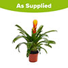 Vriesea Electric