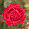 Patio Standard Rose Carmen
