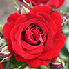 Patio Standard Rose Carmen