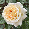 Patio Standard Rose Cream Abundance