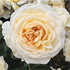 Patio Standard Rose Cream Abundance
