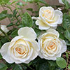 Patio Standard Rose Cream Abundance