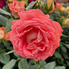 Patio Standard Rose Fab at 50