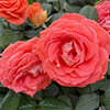 Patio Standard Rose Fab at 50