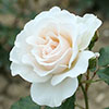 Patio Standard Rose Margaret Merril