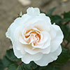 Patio Standard Rose Margaret Merril