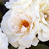 Patio Standard Rose Margaret Merril