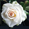 Patio Standard Rose Margaret Merril